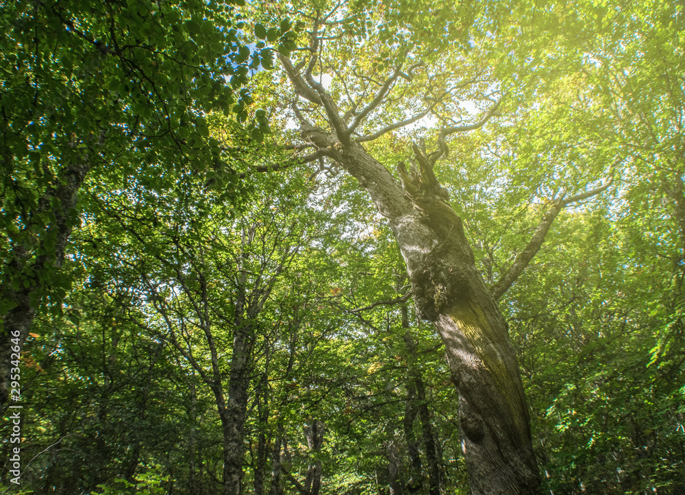 Fototapeta premium oak trunk looking for light in the forest