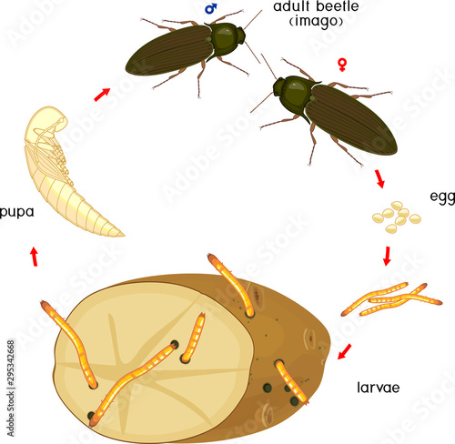 Life cycle of Click beetle (wireworm). Sequence of stages of development of Click beetle from egg and larva (wireworm) to adult beetle isolated on white background