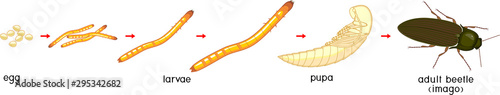 Life cycle of Click beetle (wireworm). Sequence of stages of development of Click beetle from egg and larva (wireworm) to adult beetle isolated on white background