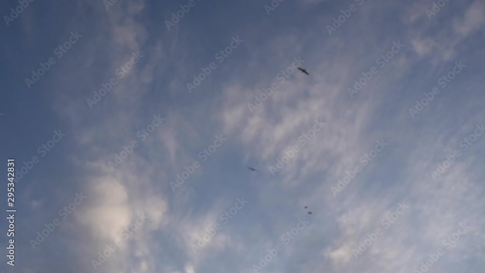 Gaviotas volando en el cielo a cámara lenta Gaviotas volando en el cielo a cámara lenta