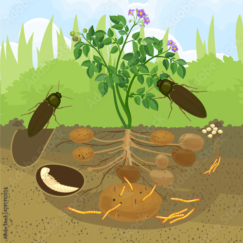 Life cycle of Click beetle (wireworm). Sequence of stages of development of Click beetle from egg and larva (wireworm) to adult beetle in garden
