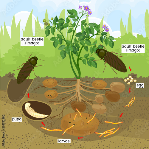 Life cycle of Click beetle (wireworm). Sequence of stages of development of Click beetle from egg and larva (wireworm) to adult beetle in garden