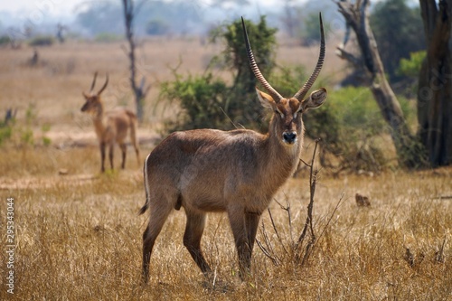 Staring Waterbuck in South Africa