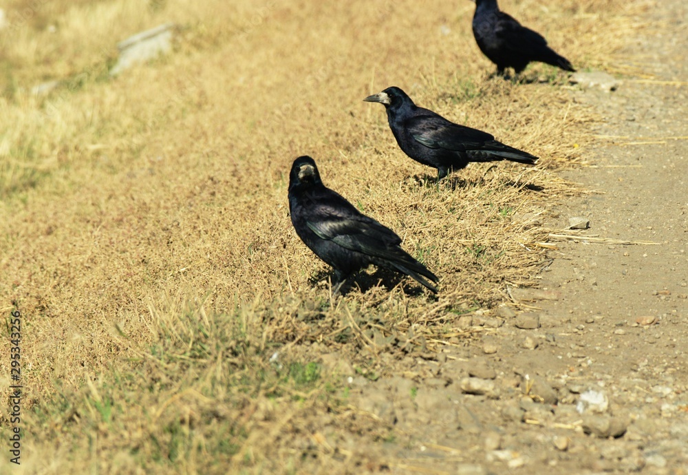 Obraz premium bearded raven