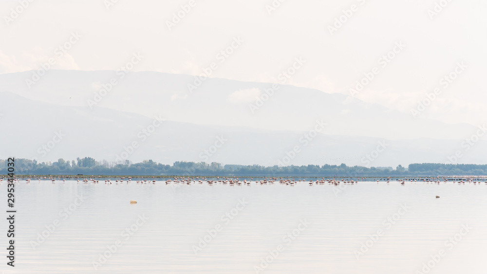 Hundreds of flamingos in lake Kerkini