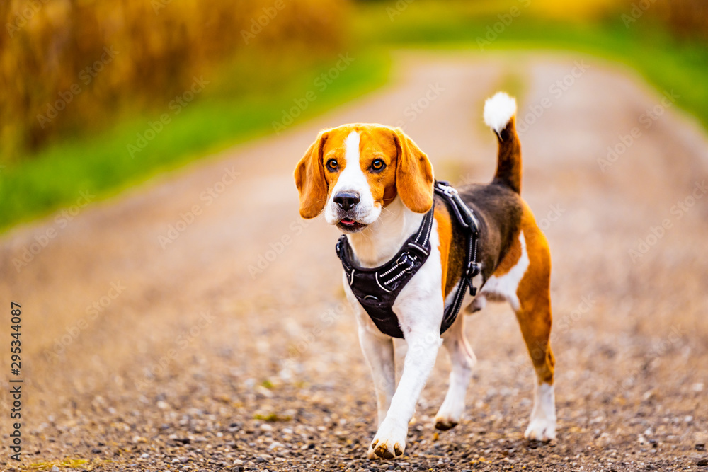 Beagle dog walks down a path between fields