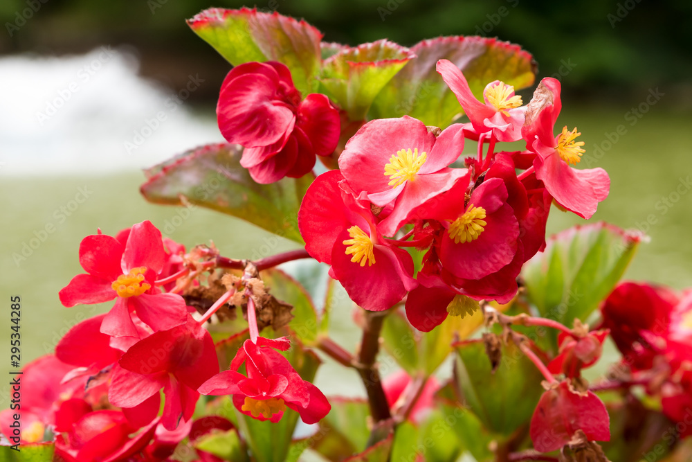 Caesalpinia red flowers close-up Caesalpinia red flowers close-up
