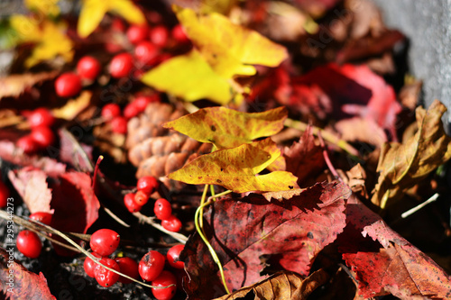 autumn leaves on the ground photo