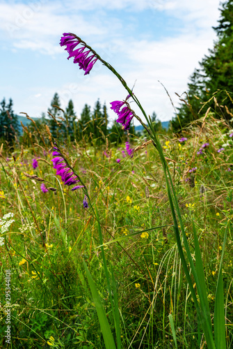 Gladiolus imbricatus flowering plant in the meadow among the forest. photo