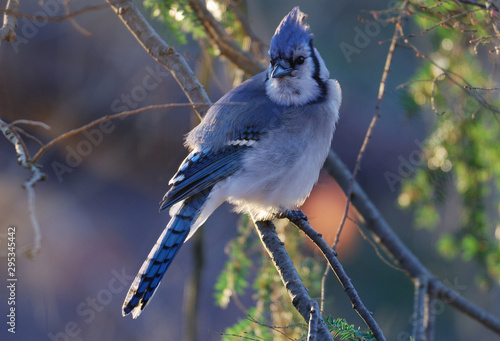 Blue Jay sunlit on branch