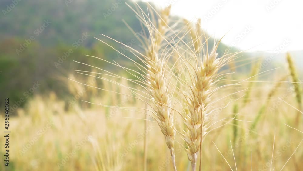 Close up of golden ripe barley plants with bright summer sun shine in a wheat field. Ears of wheat swaying in the breeze. Close up of golden ripe barley plants with bright summer sun shine in a wheat field. Ears of wheat swaying in the breeze.