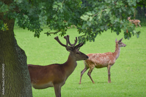 Deer standing under a tree in a field