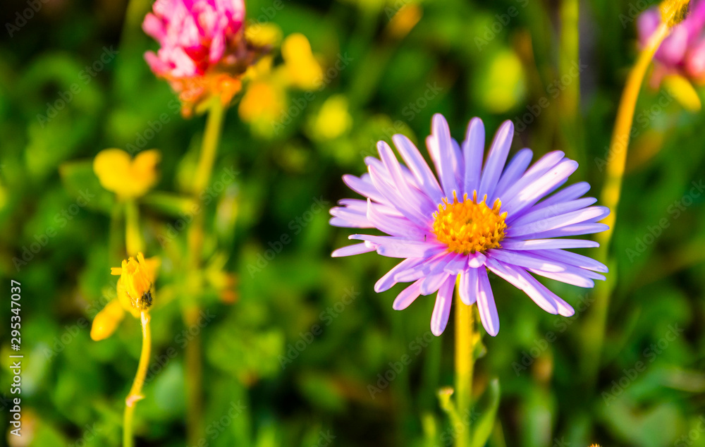Alpine aster a beautiful mountain flower blooming in summer. Alpine aster a beautiful mountain flower blooming in summer.