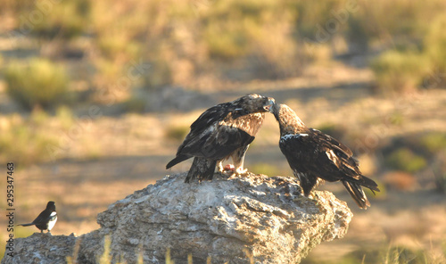 Aguilas imperiales en la sierra abulense- Avila. España