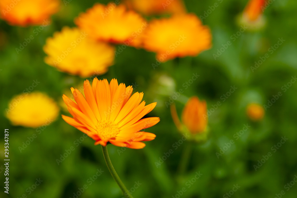 Bright yellow and orange flowers of calendula on a blurred green background. Bright yellow and orange flowers of calendula on a blurred green background.