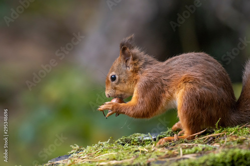 red squirrel  Sciurus vulgaris  close up portrait on moss and forest floor covered in the orange autumn leaves within a pine and birch forest  Scotland.