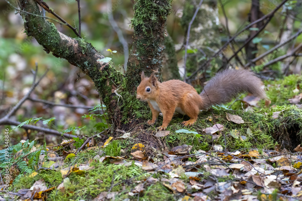 red squirrel, Sciurus vulgaris, close up portrait on moss and forest floor covered in the orange autumn leaves within a pine and birch forest, Scotland. red squirrel, Sciurus vulgaris, close up portrait on moss and forest floor covered in the orange autumn leaves within a pine and birch forest, Scotland.