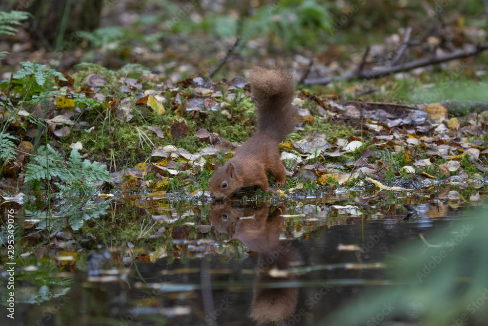 red squirrel, Sciurus vulgaris, close up portrait reflection/double besides a pool surrounded by the orange fall/autumn leaves within a pine and birch forest in Scotland.