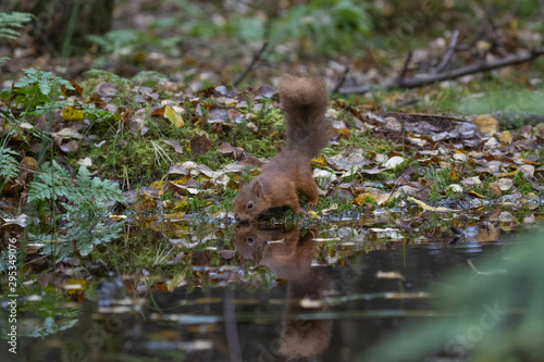 red squirrel, Sciurus vulgaris, close up portrait reflection/double besides a pool surrounded by the orange fall/autumn leaves within a pine and birch forest in Scotland.