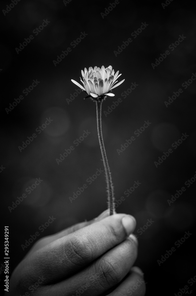 Fototapeta premium Offrande 