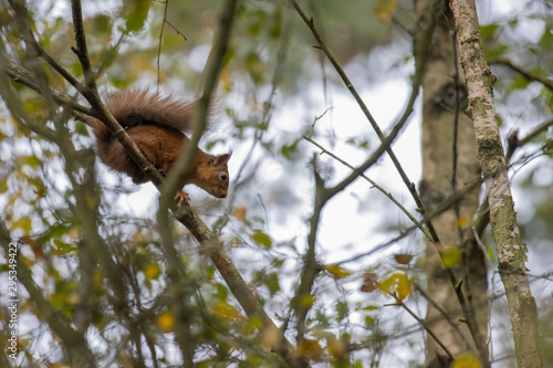 Red squirrel, Sciurus vulgaris, sitting on branches during a calm day within a pine and birch forest in Scotland during autumn with orange leaves.