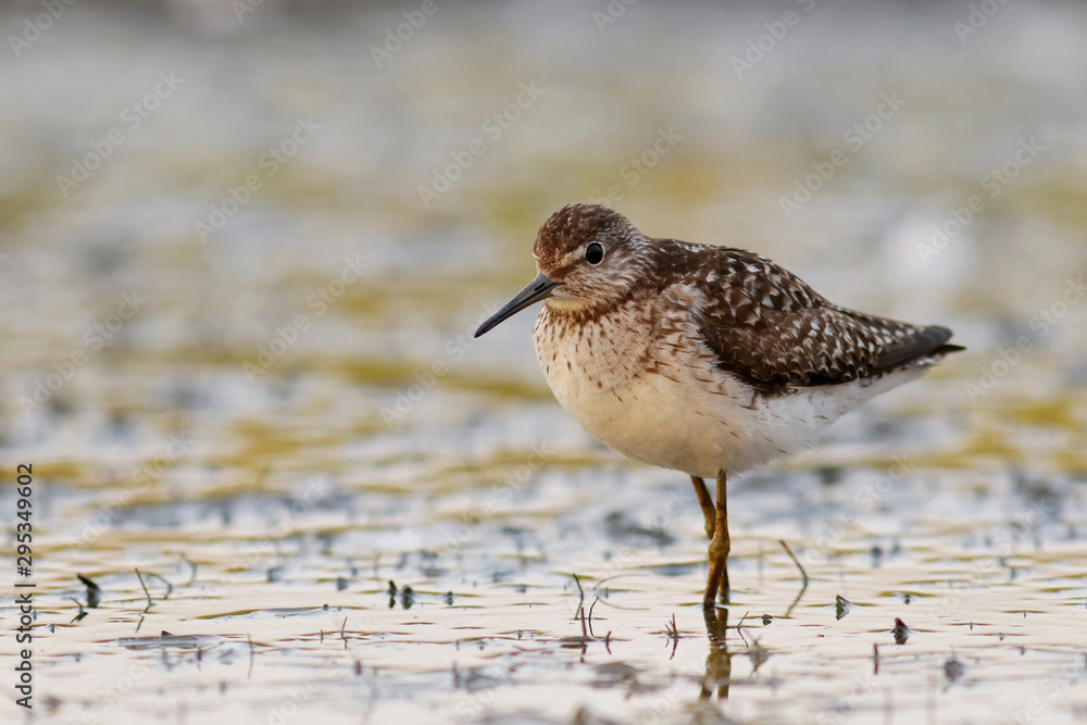 Obraz premium bird on the beach