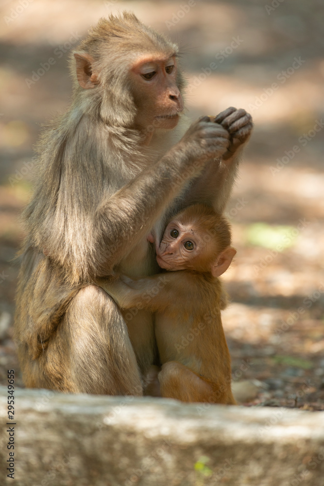 Rhesus Macaque baby feeding on mother at Sattal.Uttarakhand.India Rhesus Macaque baby feeding on mother at Sattal.Uttarakhand.India