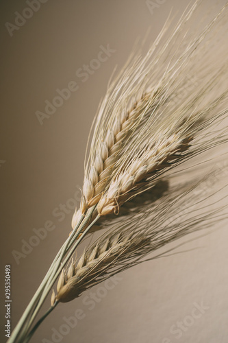 Wheat ears on white background. Wheat spikes close up.  photo