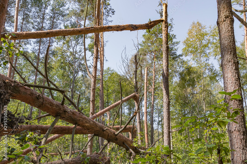Fototapeta premium A hurricane in the forest knocked down trees and they fell