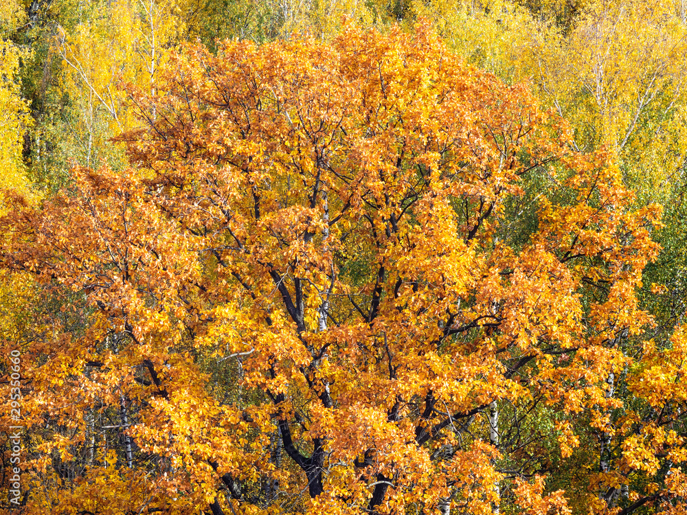 orange crown of old oak tree in forest in autumn