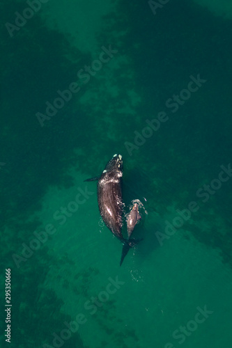 Ballena franca austral o meridional (Euabalaena australis),, Peninsula Valdes, Patagonia, Argentina