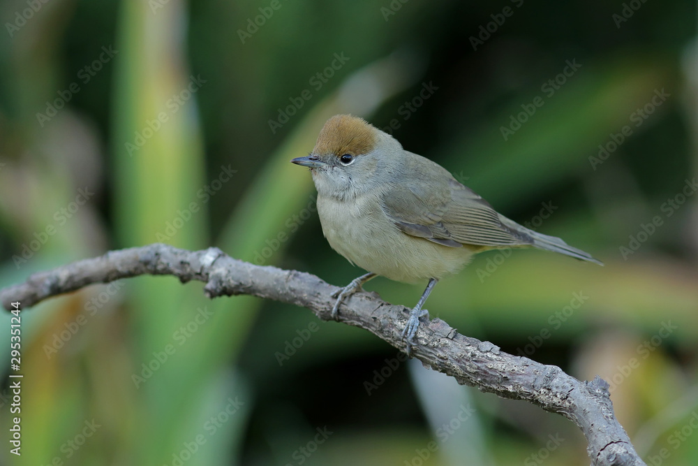 bird on a branch