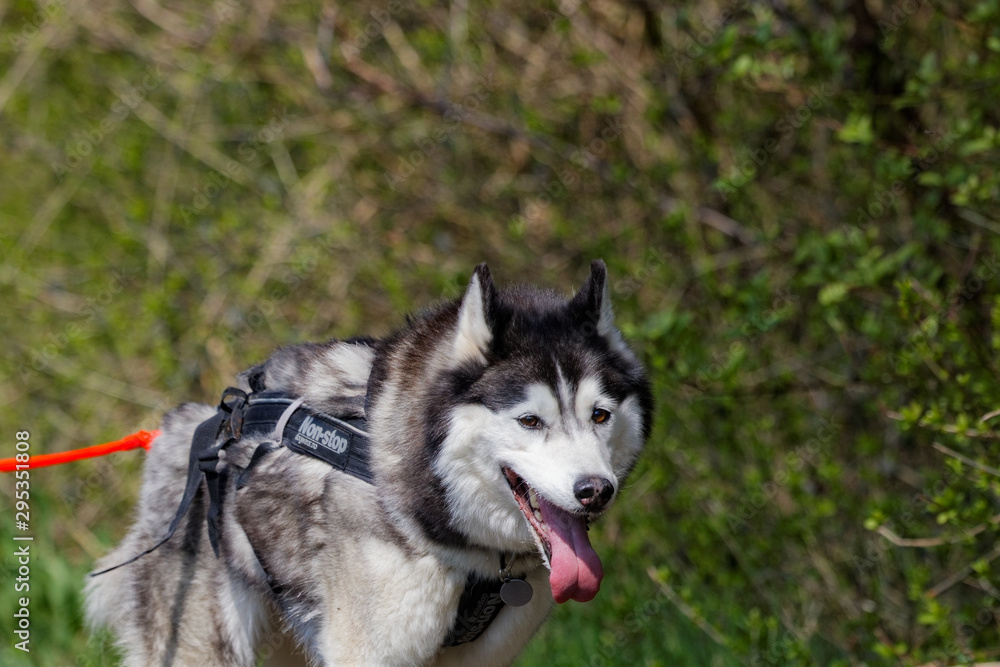 Chien de traîneau en course