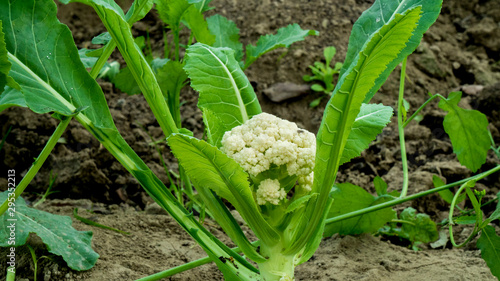Wallpaper Mural Cauliflower Torontodigital.ca