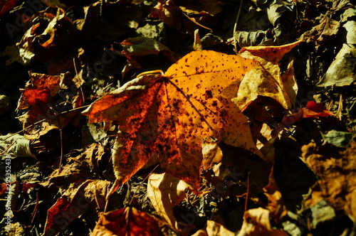 autumn leaves on black background