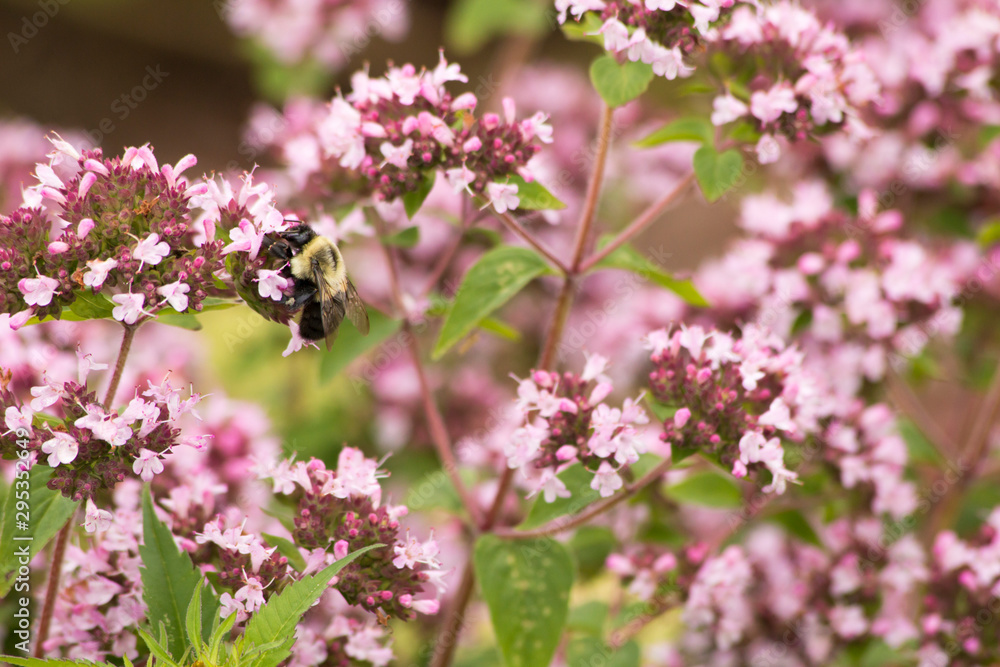 Bumblebee gathers nectar from pink garden flowers in Summer Bumblebee gathers nectar from pink garden flowers in Summer