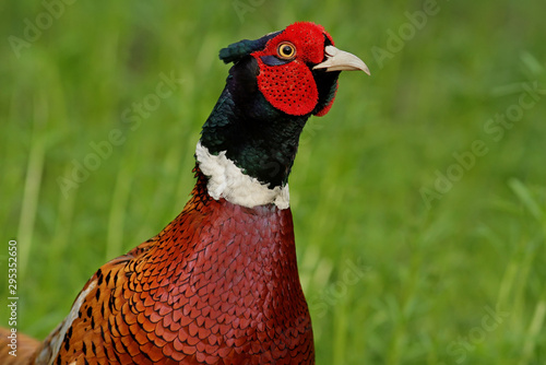 Wallpaper Mural portrait of pheasant Torontodigital.ca