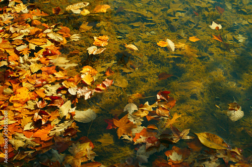 autumn leaves in water