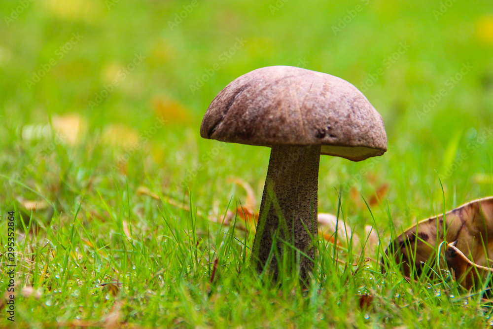 mushroom in grass mushroom in grass