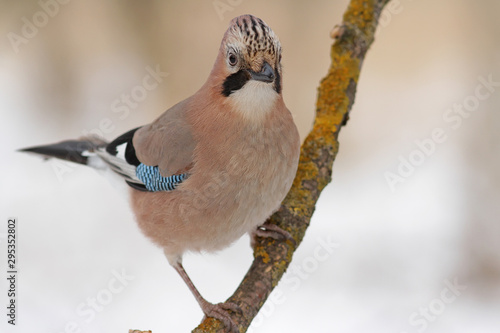 bird on a branch photo