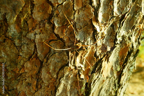 spider of a tree