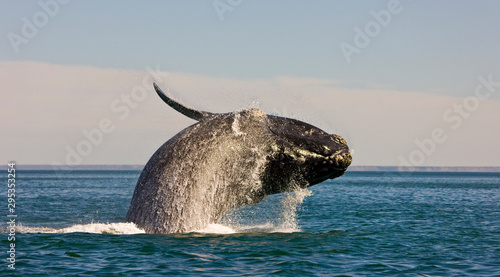 Ballena franca austral o meridional (Euabalaena australis),, Peninsula Valdes, Patagonia, Argentina