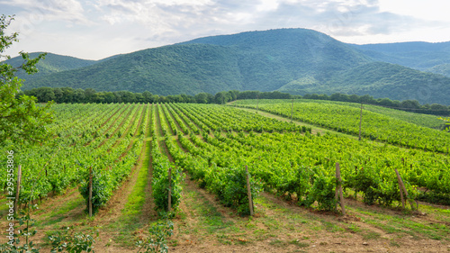 Vineyards from the wine regions of the Krasnodar Territory