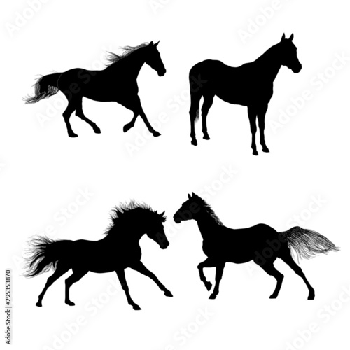 caballos