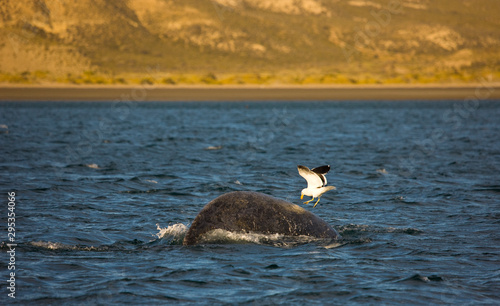 Gaviota cocinera y Ballena franca austral o meridional (Euabalaena australis),, Peninsula Valdes, Patagonia, Argentina photo