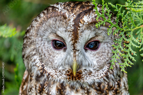 Fotografi Beautiful close-up portrait of barred owl, Latin Strix Varia, over blurred green