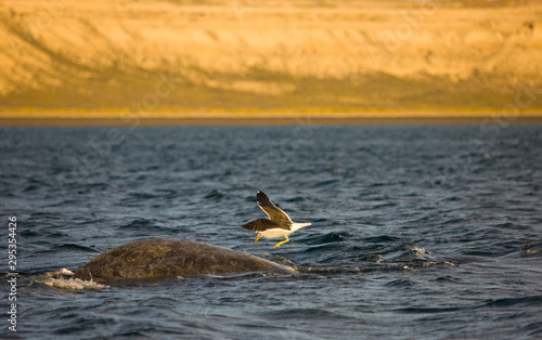 Gaviota cocinera y Ballena franca austral o meridional (Euabalaena australis),, Peninsula Valdes, Patagonia, Argentina photo