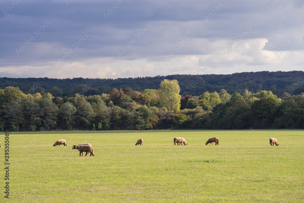 Sheep pasture and forest in alternation of sun and clouds. Sheep pasture and forest in alternation of sun and clouds.