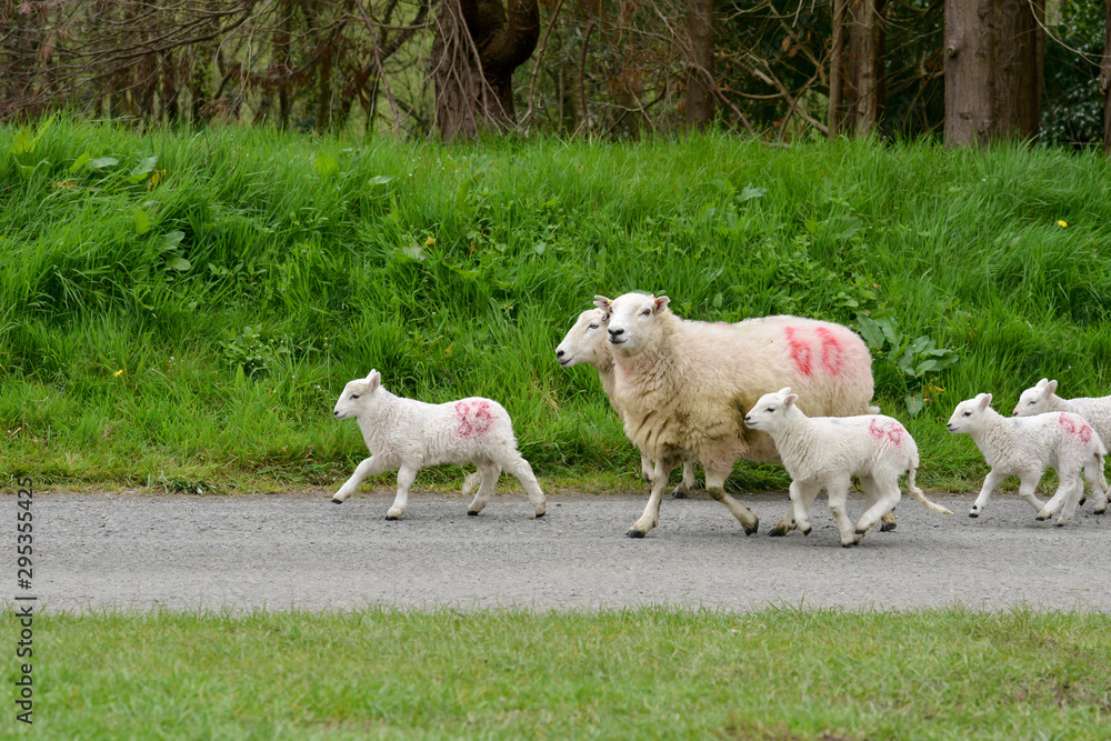 Obraz premium sheep and lambs