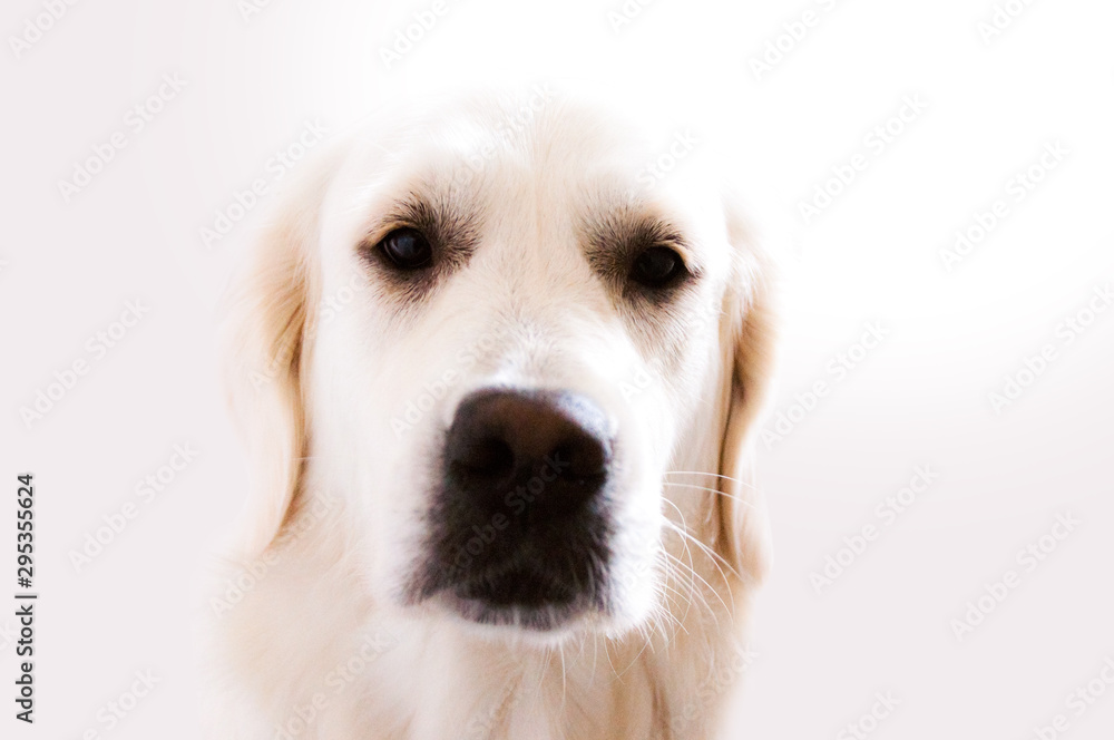 Fotos Petra Fürst Katze und Hunde